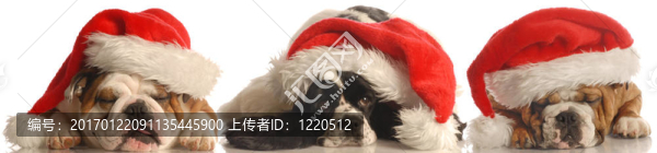 三圣誕狗