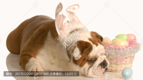 裝扮成復(fù)活節(jié)兔子的狗