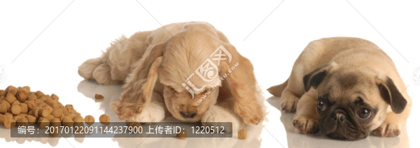 兩只小狗吃
