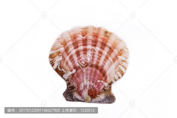 海貝殼