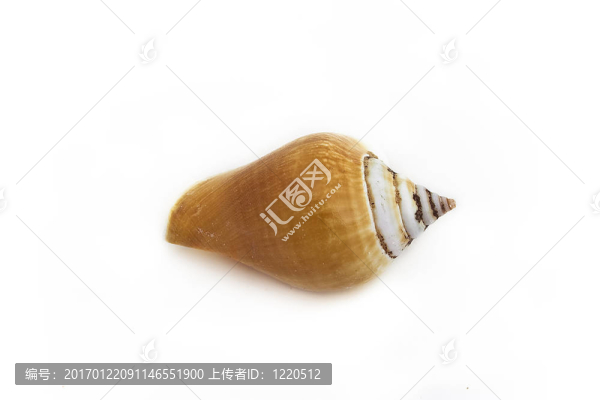 海貝殼
