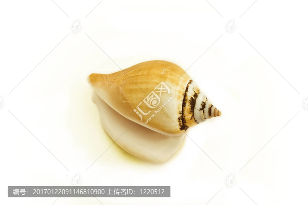 海貝殼