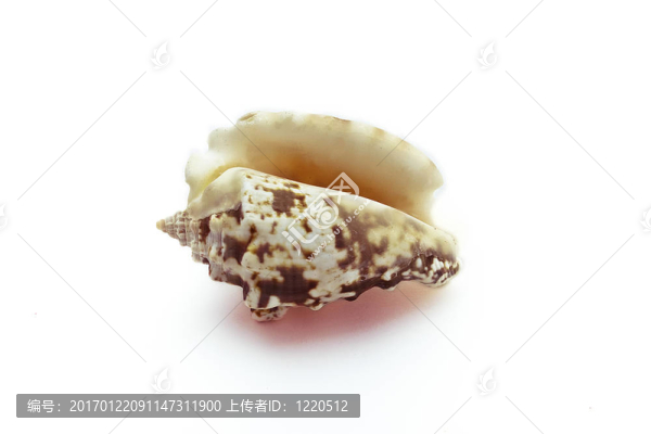 海貝殼