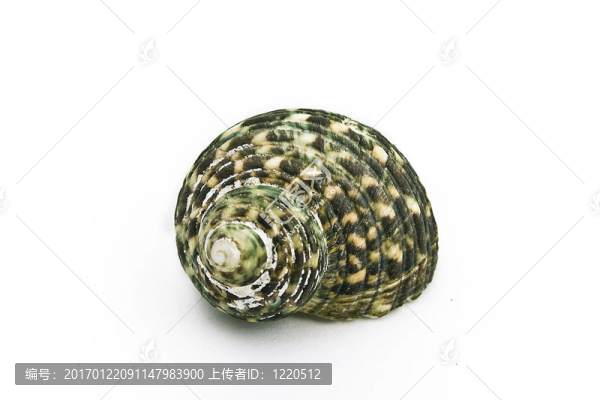 海貝殼