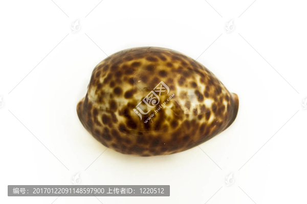 海貝殼