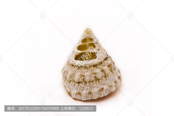 海貝殼