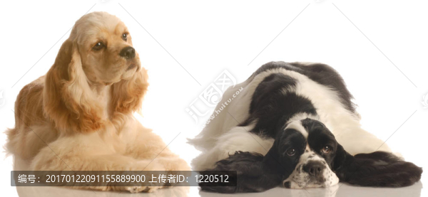 美國可卡犬