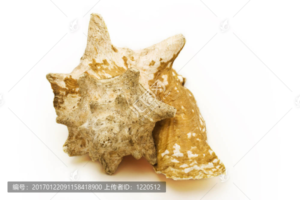 海貝殼