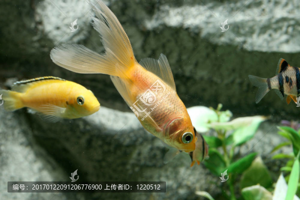 金魚