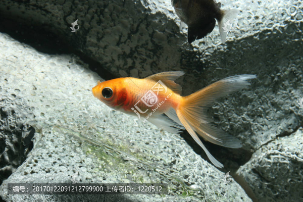 橙色的金魚