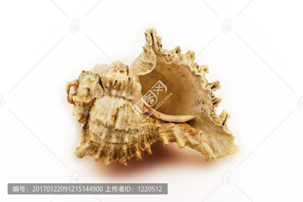 海貝殼