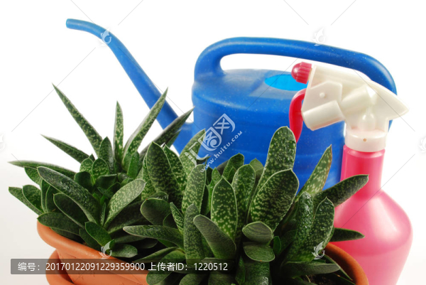 花盆