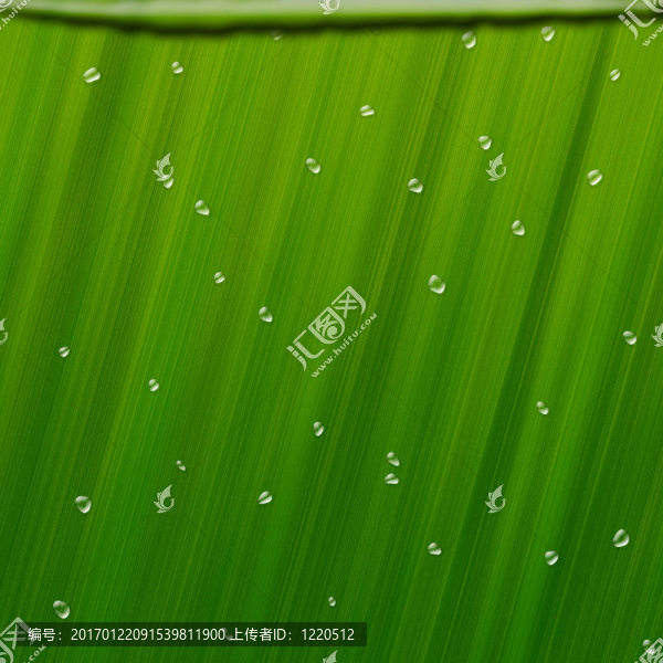 用水滴的茂盛的綠葉