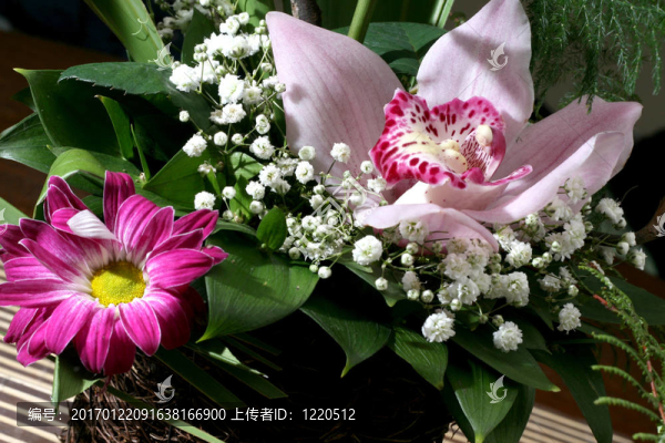 蘭花