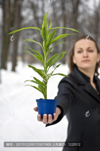 綠色植物-匯圖網(wǎng) www.fosd68.com 綠色植物