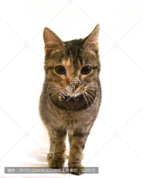 小貓走
