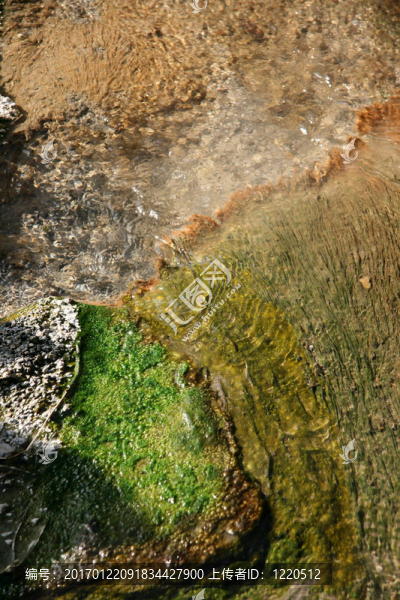 鼓泡溫泉-南島；新西蘭
