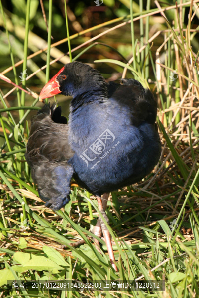 新西蘭野生鳥類島南部
