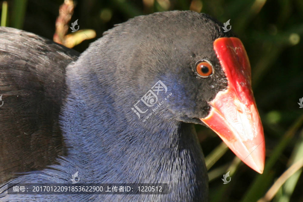 新西蘭野生鳥類島南部