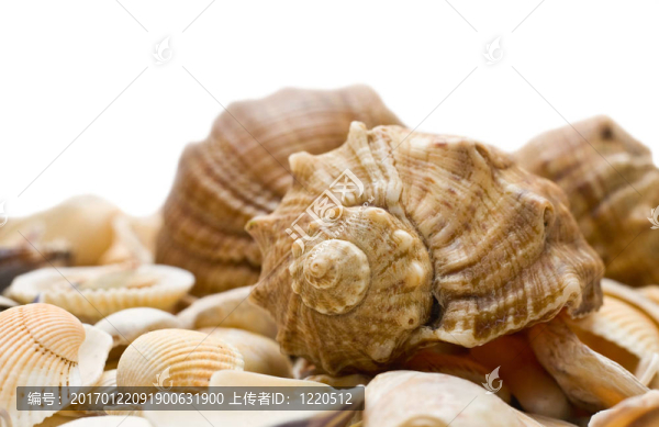 海扇殼