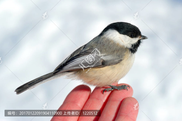 鳥在手2