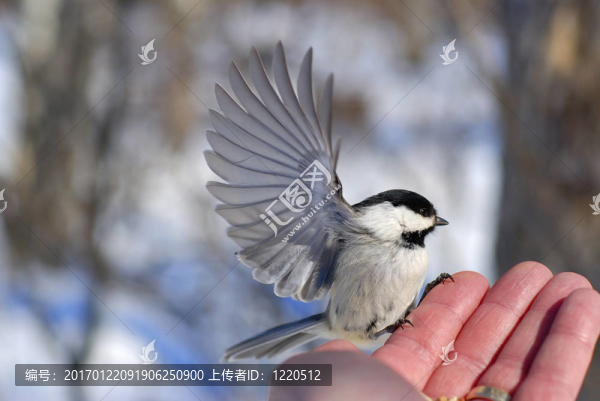 手上的鳥