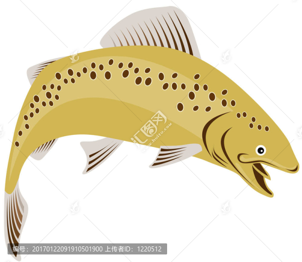 虹鱒魚