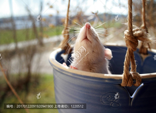 寵物在鍋-匯圖網(wǎng) www.fosd68.com 寵物在鍋