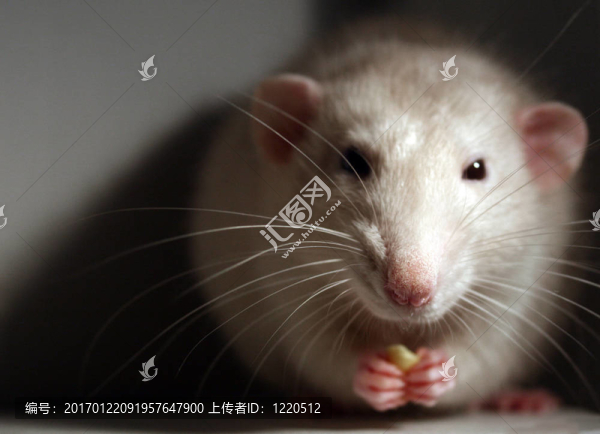 寵物鼠