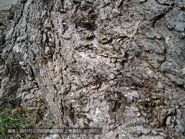 森林老年人-匯圖網(wǎng) www.fosd68.com 森林老年人