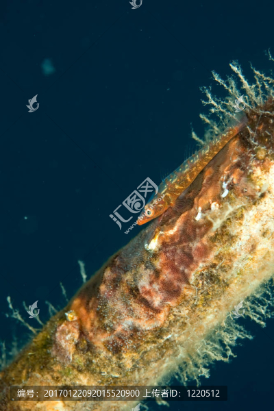 莫桑比克舉辦的蝦虎魚