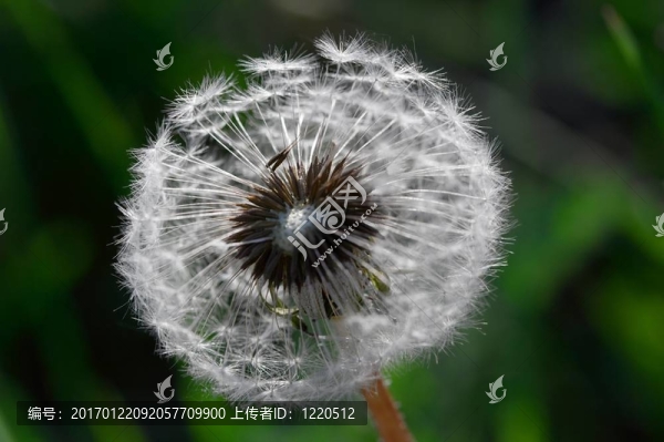 蒲公英
