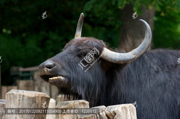 水牛