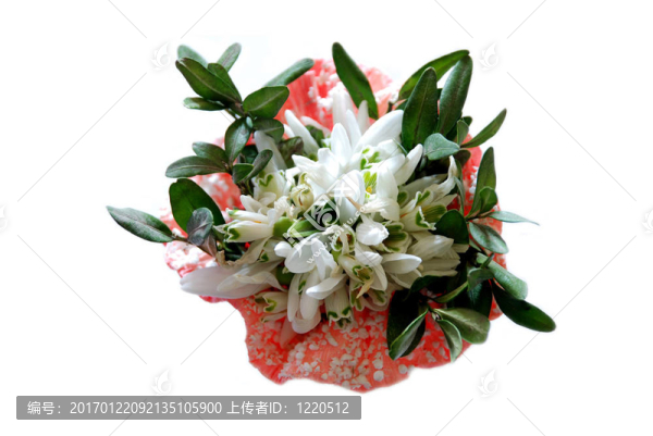 春天的花朵
