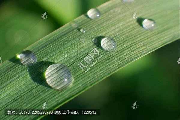 草