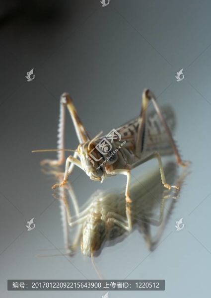 蚱蜢