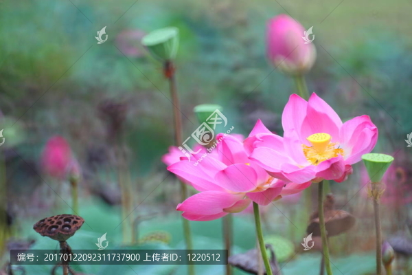 蓮花