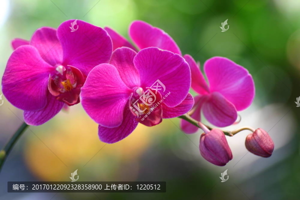 蘭花