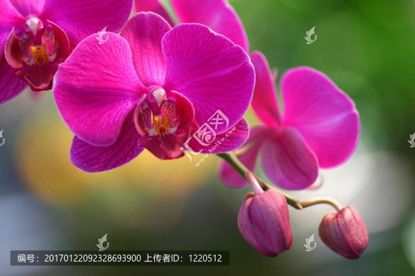 蘭花