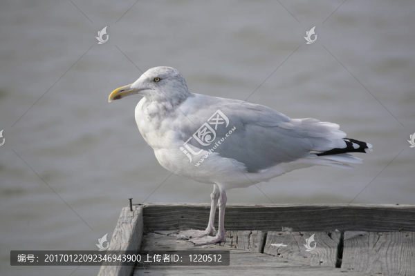 海洋中的鳥
