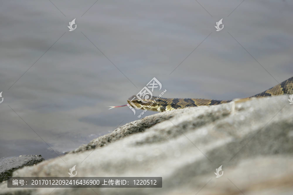 水蝮蛇