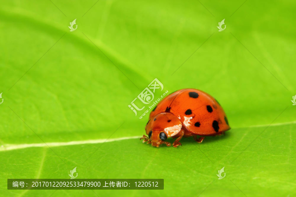 瓢蟲
