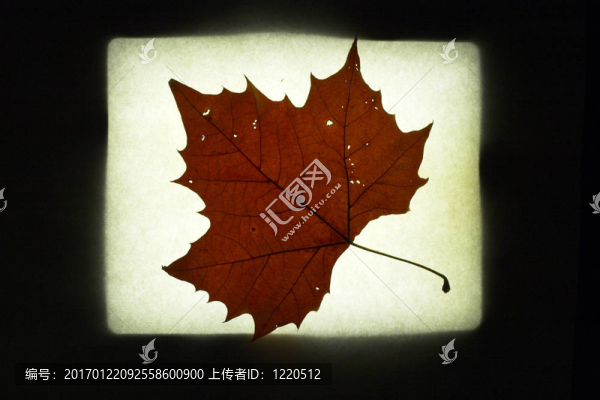 楓葉摘要