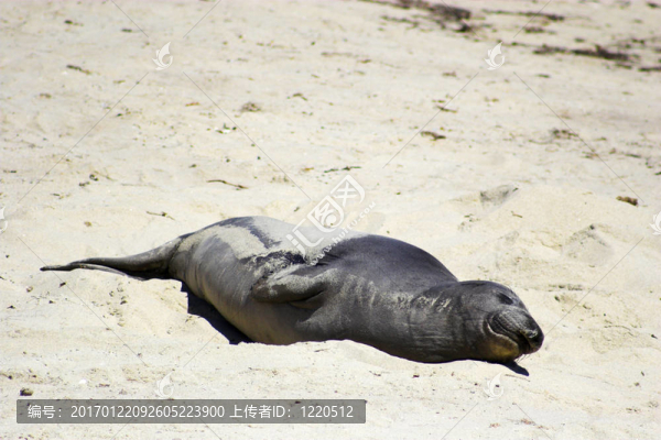 海豹