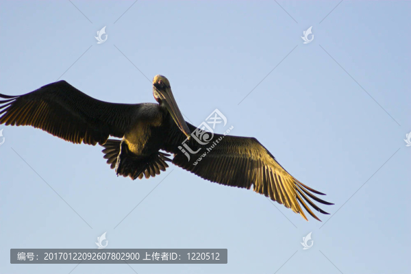 鵜鶘