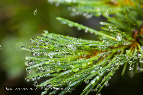 雨后的松樹(shù)