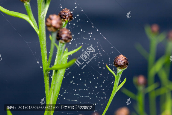 草地上的網(wǎng)