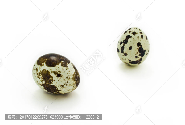 鵪鶉蛋白