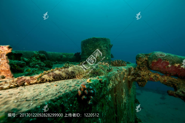 在thistlegorm,croccodilefish