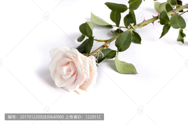 溫柔的玫瑰